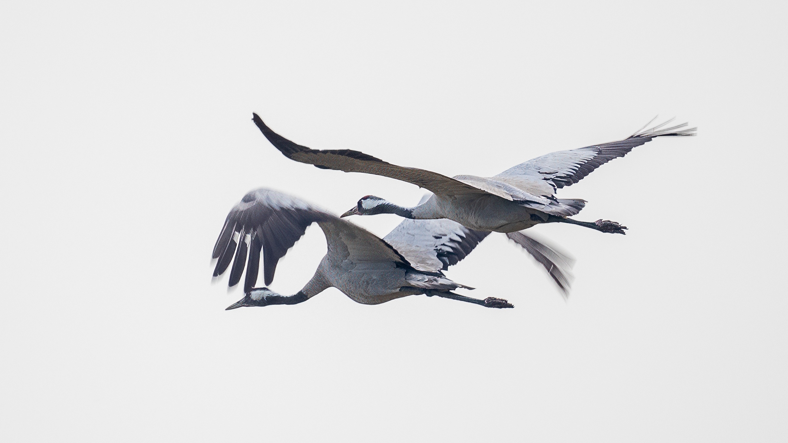 Common Crane